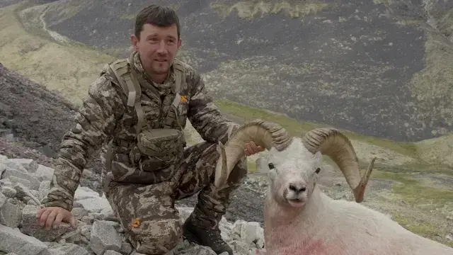 Brooks Range Dall Sheep